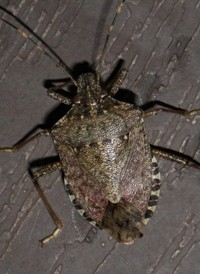 Halyomorpha halys
